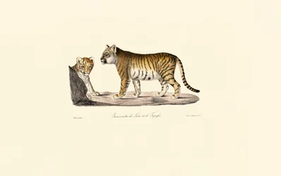 Hybrid mellan lejon och tiger