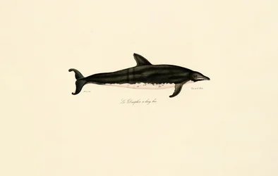Långnosad delfin