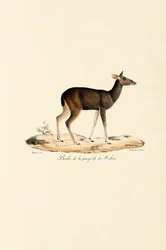Malayan hjort hind