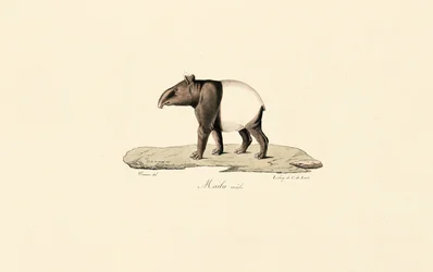 Malajisk tapir