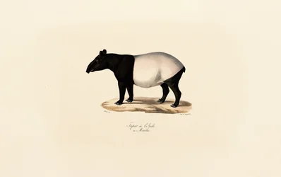 Malajisk tapir