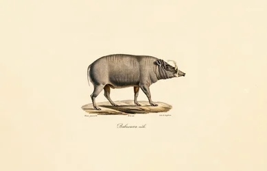 Man Babirusa