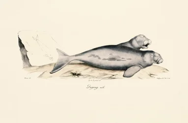 Hane Dugong