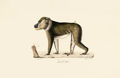 Gelada babian, hane