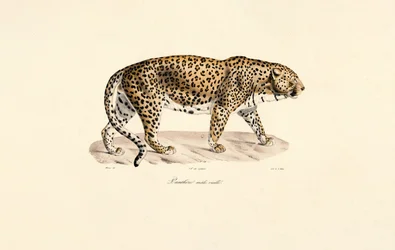 Leopardhanne