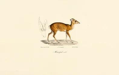 Hane Muntjac