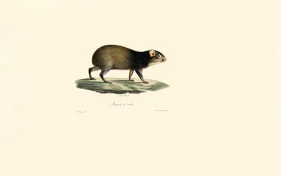 Mexikansk piggsvin
