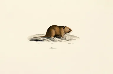 Mullvadsgroda (Sichermous)