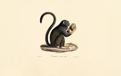 Mona Monkey med frukt