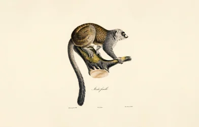 Mongoose-lemur (hona)