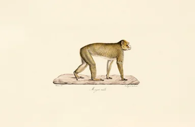 Svartmakak (hane)