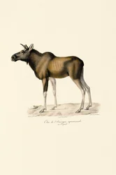 Älg (Alces alces)
