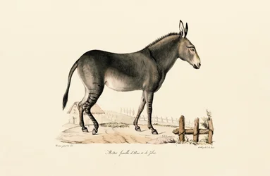 Mule