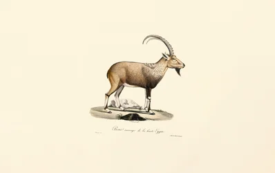Nubisk stenbock