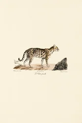 Ocelot, hona