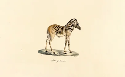 Ett år gammal bergszebra