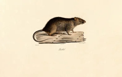 Stillahavsråtta