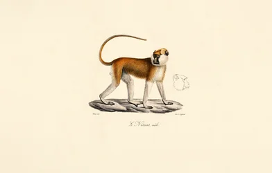 Patas apa (hane)