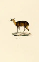 Filippinsk fläckig hjort (Visayan Spotted Deer)