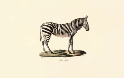 Plains Zebra, hona