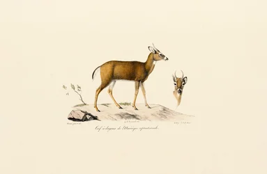 Pronghorn-antilop