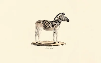 Quagga, hona