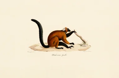 Lemur med rött ansikte