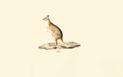 Rödhalsad pademelon