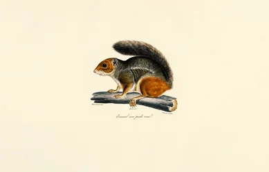 Rödsvansad jordekorre