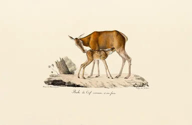 Kronhjort Hind med kalv