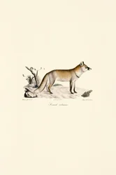 Rödräv (Vulpes vulpes)