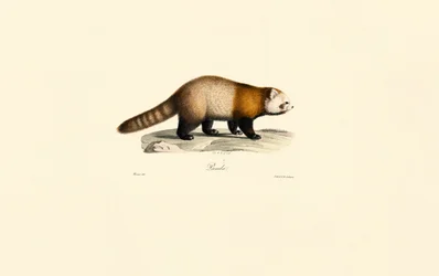 Röd panda (Ailurus fulgens)
