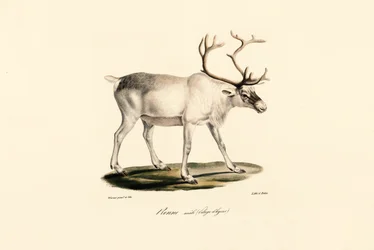 Ren (hane i vinterpäls)