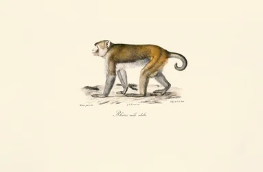 Rhesusmakak (Macaca mulatta)