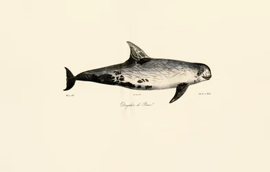 Rissos delfin