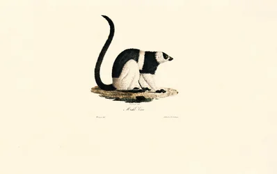 Ruffad lemur