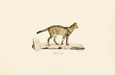 Serval, man