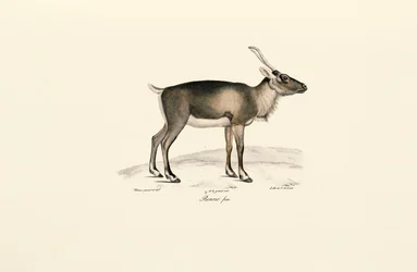 Sibirisk myskhjort (Moschus moschiferus)