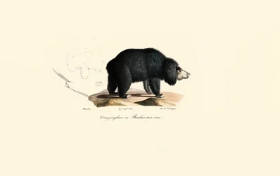 Sloth Bear (Gamla Juggler Bear)