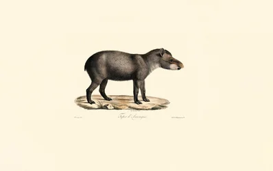 Sydamerikansk tapir