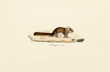 Sydlig flygande ekorre (hane)