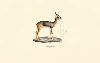 Sydlig rörbock (Révebi Antelope, hane)