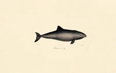 Sydlig rätval Delfin