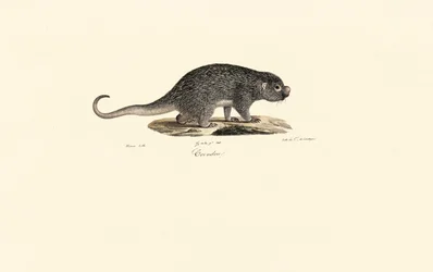 Spiny Rat