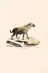Fläckig hyena