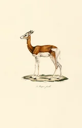 Springbok (kvinna)