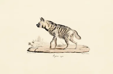 Randig hyena