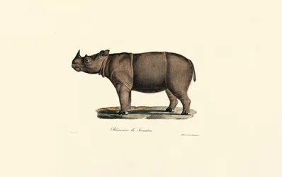 Sumatranoshörning