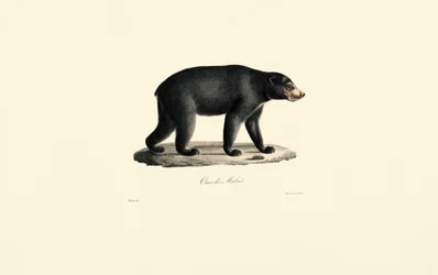 Solbjörn (Malajbjörn)