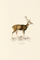 Träskhjort